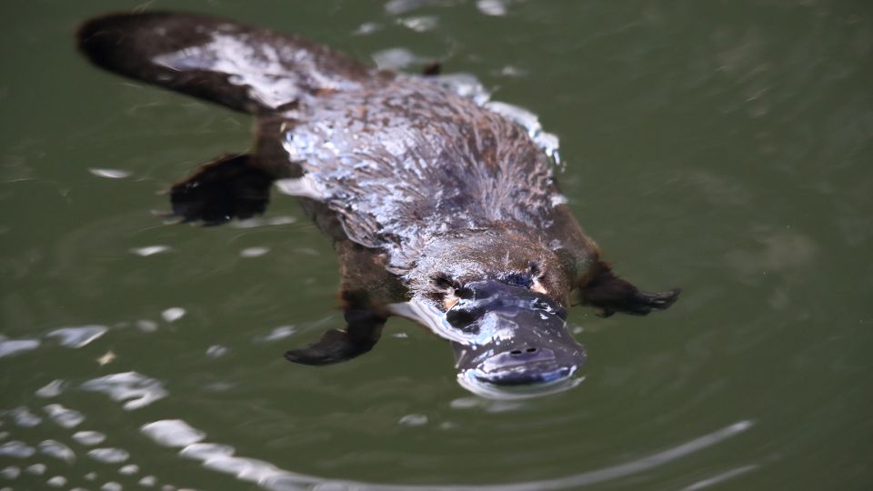 The Fascinating Biology And Behavior Of The Platypus