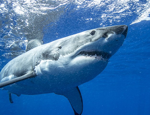 Exploring The Fascinating World Of Great White Sharks