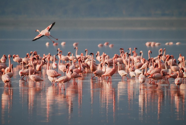 A Closer Look At The Fascinating Life Of Flamingos