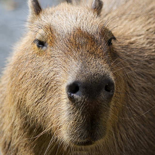 The Capybara: An In-Depth Look At The World's Largest Rodent
