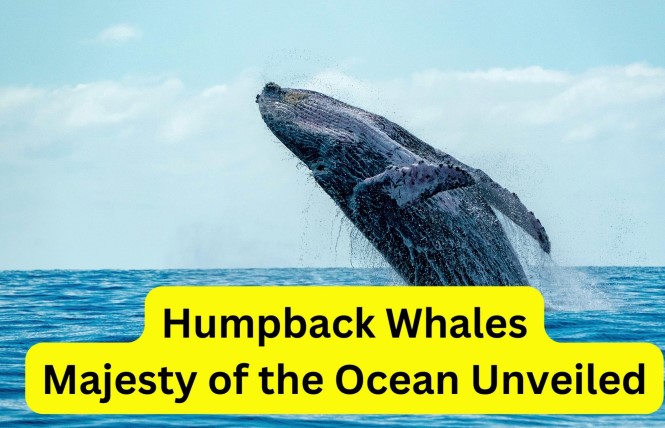 Humpback Whales : Majesty of the Ocean Unveiled Video