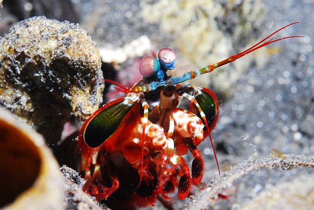The Enigmatic Mantis Shrimp: Exploring Its Captivating Features