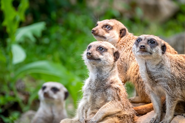 The Fascinating Lives Of Meerkats: A Closer Look