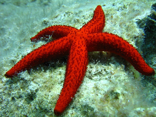 Exploring The Enigmatic World Of Starfish: Fascinating Insights Unveiled