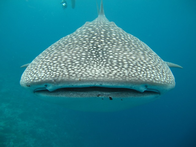 Diving Into The Depths: Discovering The Wonders Of The Whale Shark
