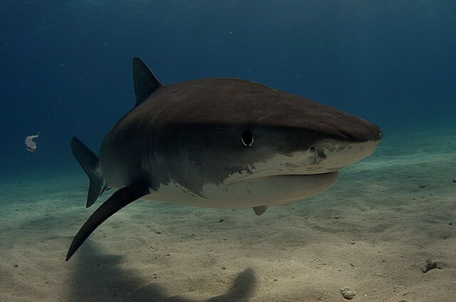 Unraveling The Mysteries Of Tiger Sharks: A Comprehensive Analysis