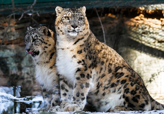 Snow Leopards: Unraveling The Enigma With 5 Astonishing Facts