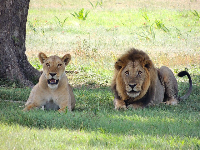 Roaring With Pride: Exploring The Fascinating World Of Lions