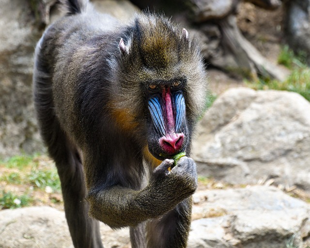 Unveiling The Enigmatic Mandrill: The Largest Monkey Species