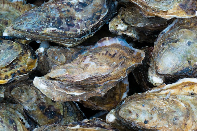Oysters Unveiled: Exploring The Astonishing Truths Of The Deep