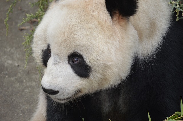Meet The Giant Panda: A Majestic Endangered Species