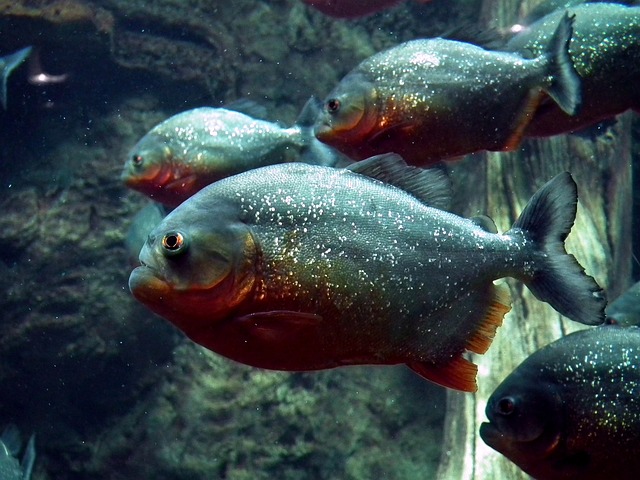 Beyond The Myths: Exploring The Fascinating Nature Of Piranhas