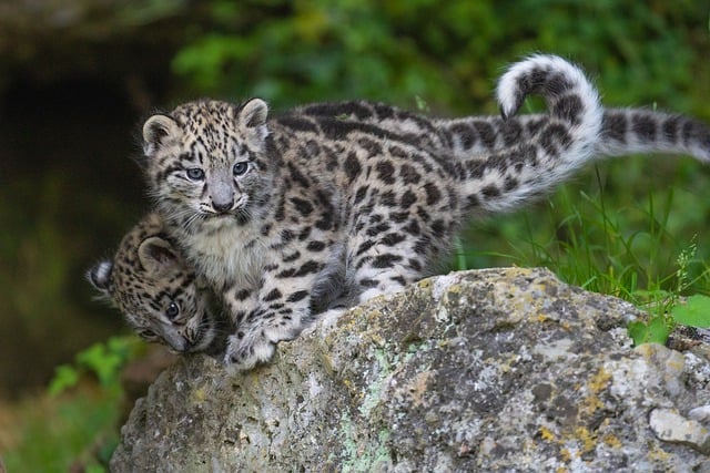 Snow Leopard